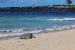 A sleepy Honu turtle enjoying the afternoon sun on Oneloa Beach